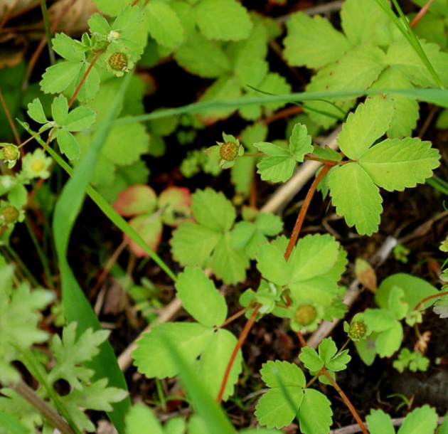 Image of Potentilla centigrana specimen.