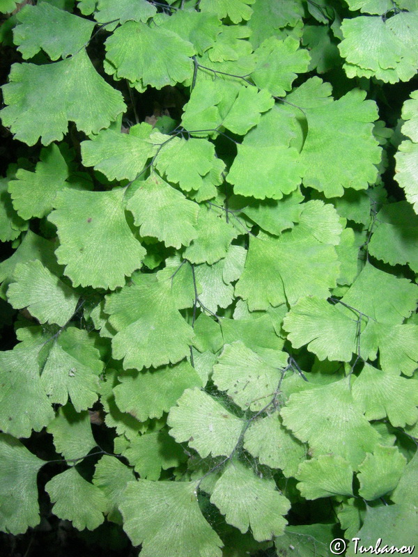 Image of Adiantum capillus-veneris specimen.