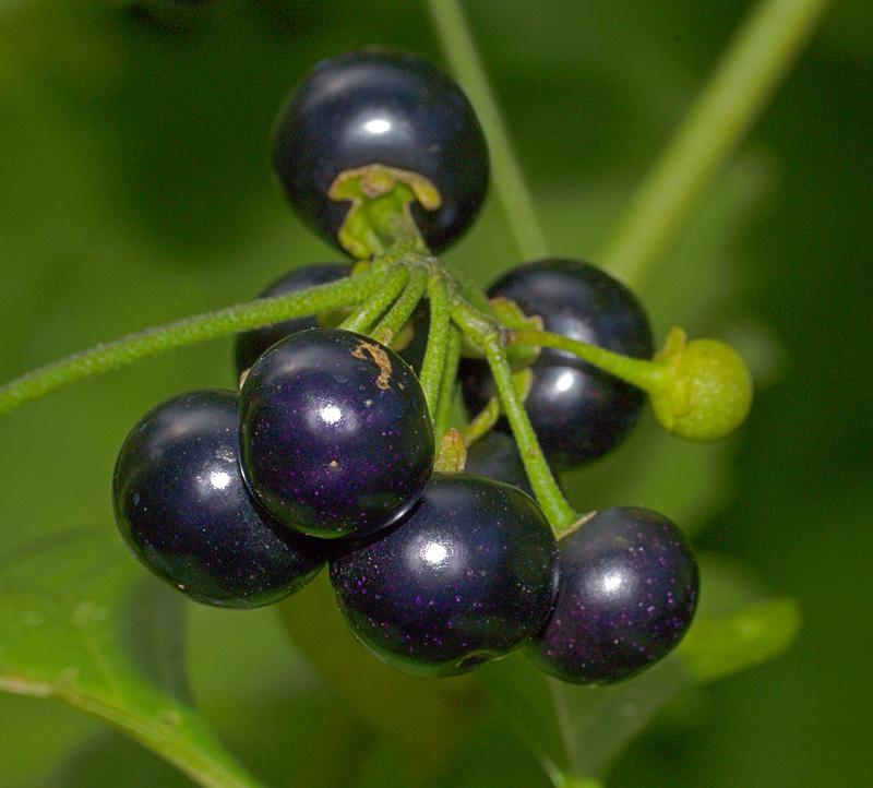 Image of Solanum nigrum specimen.