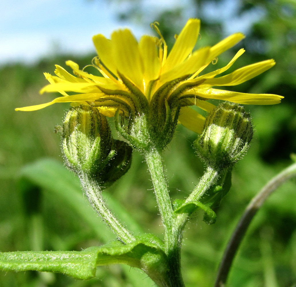 Изображение особи Crepis tectorum.