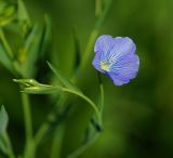 Linum usitatissimum. Цветок. Московская обл., Раменский р-н, окр. дер. Хрипань, садовый участок. 03.07.2015.