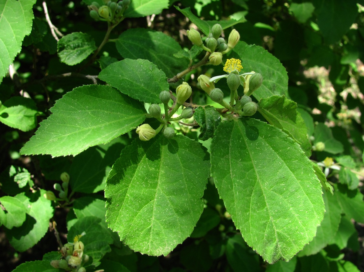 Image of Grewia biloba var. parviflora specimen.