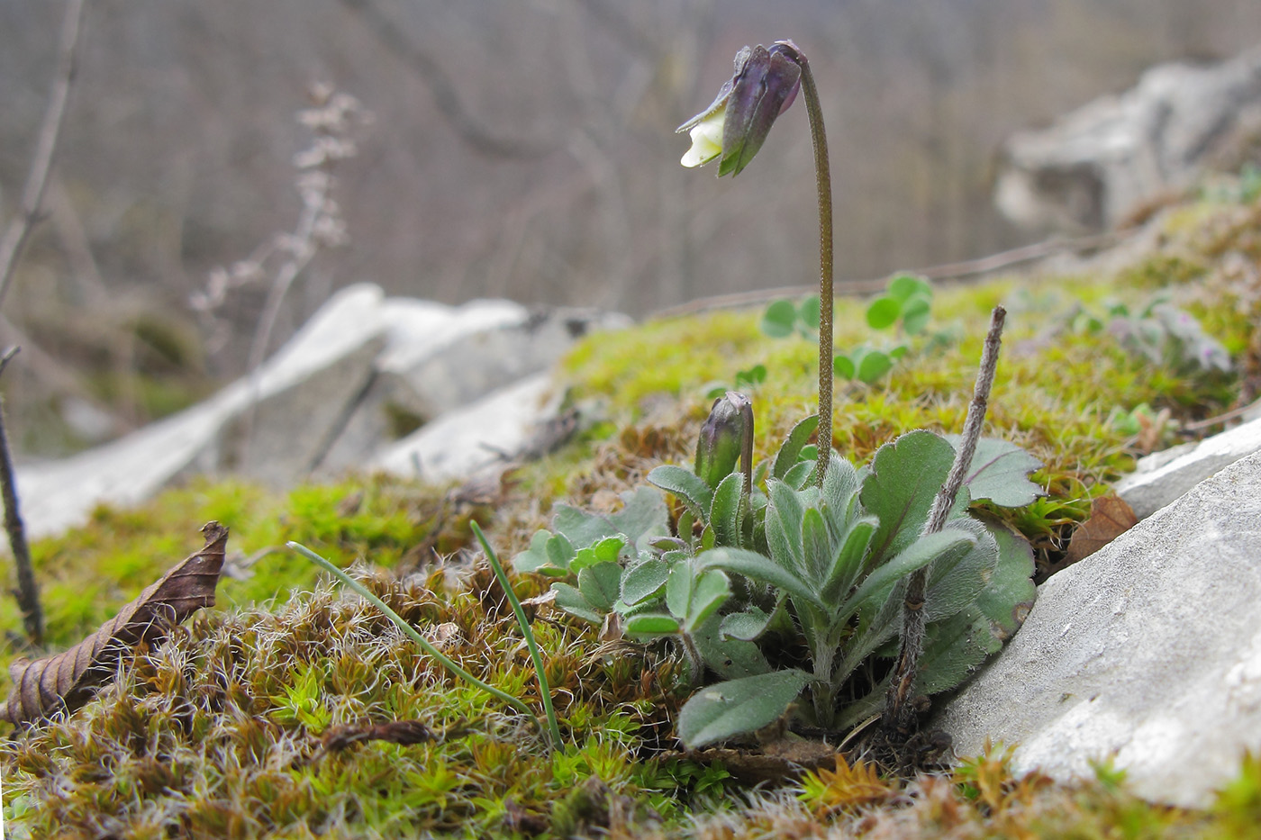 Image of Viola kitaibeliana specimen.