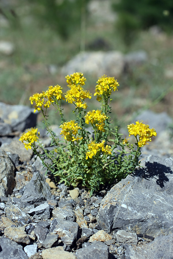 Image of Hypericum scabrum specimen.