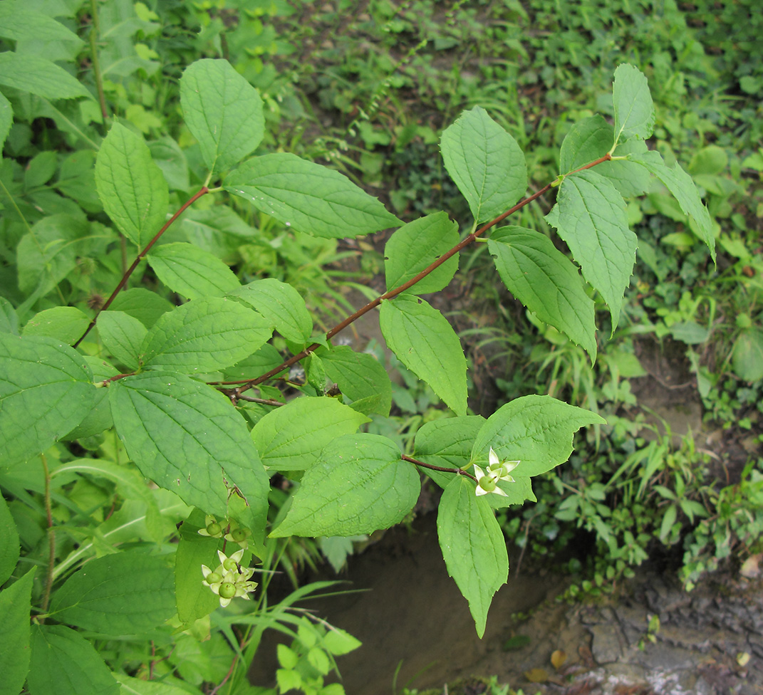 Image of Philadelphus caucasicus specimen.