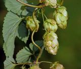 Humulus lupulus