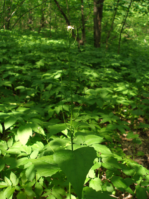 Image of Alliaria petiolata specimen.