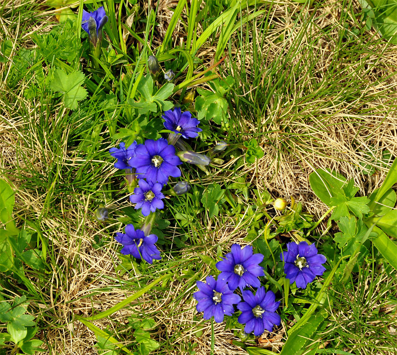 Image of Gentiana dshimilensis specimen.