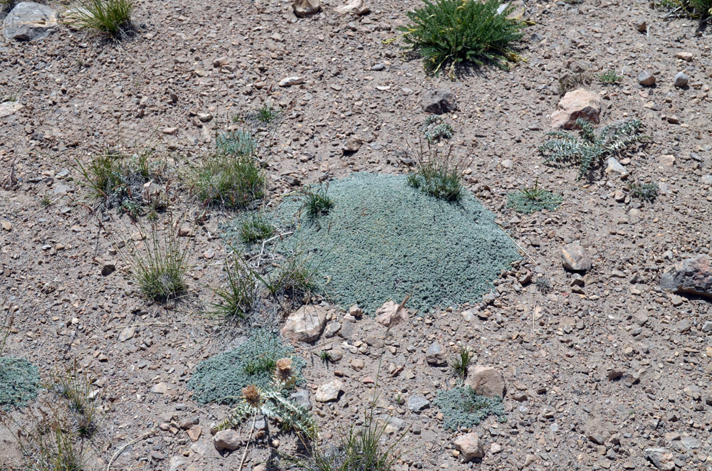 Image of genus Oxytropis specimen.