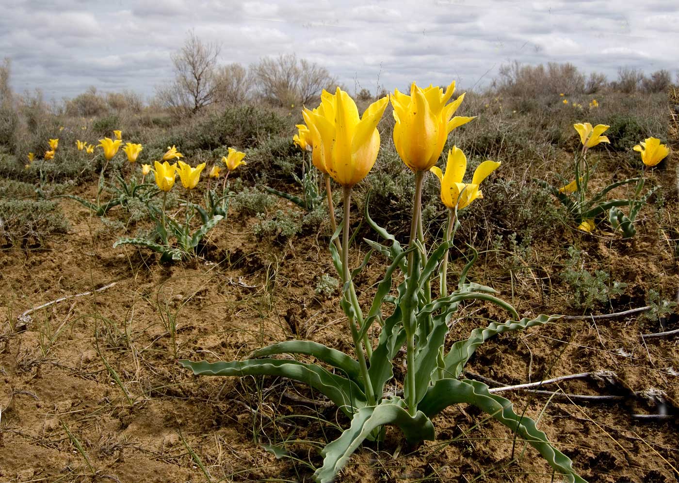 Image of Tulipa behmiana specimen.