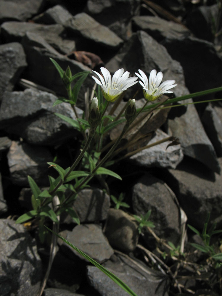 Изображение особи Cerastium arvense.