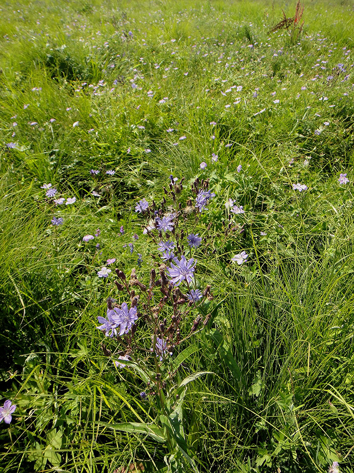 Image of Lactuca sibirica specimen.