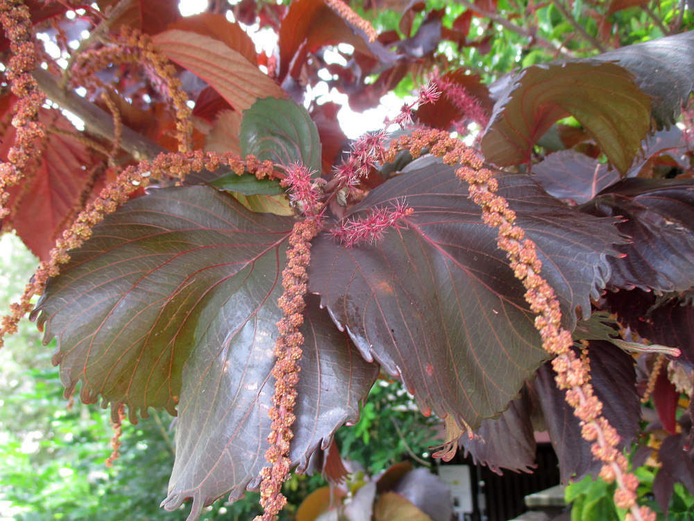 Image of Acalypha wilkesiana specimen.