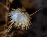 Echinops polyceras