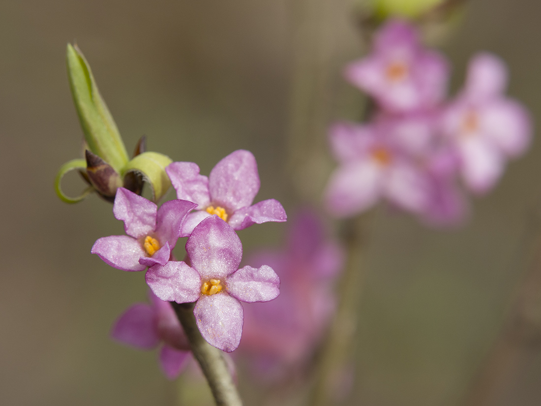 Image of Daphne mezereum specimen.