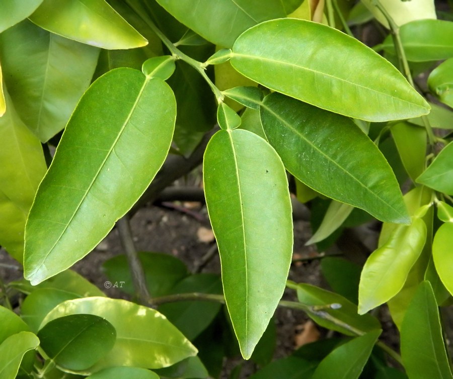 Image of Citrus maxima specimen.