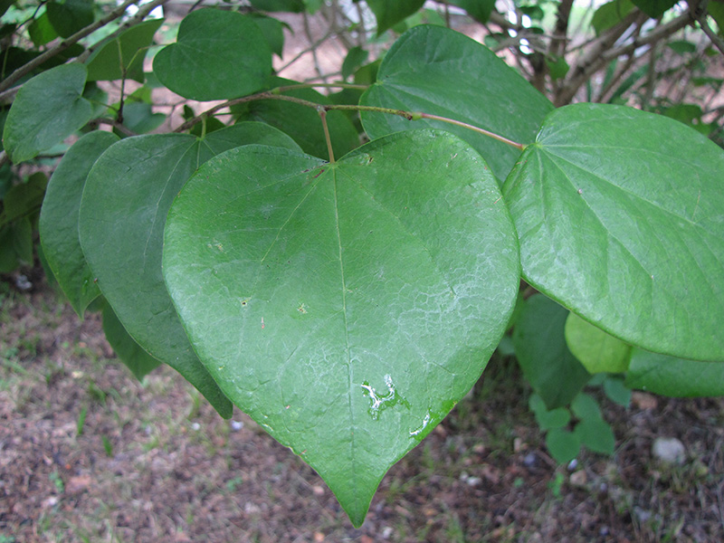 Image of Cercis chinensis specimen.