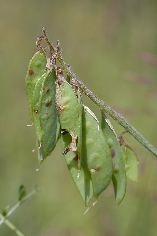 Image of Vicia villosa specimen.