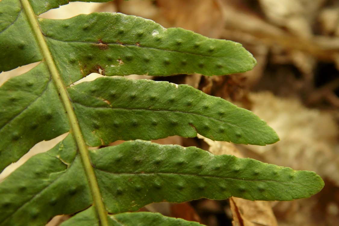 Image of Polypodium vulgare specimen.