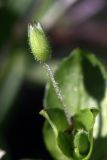 Stellaria neglecta