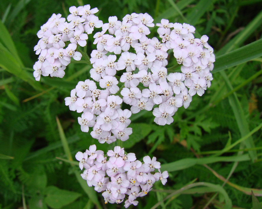 Image of Achillea millefolium specimen.