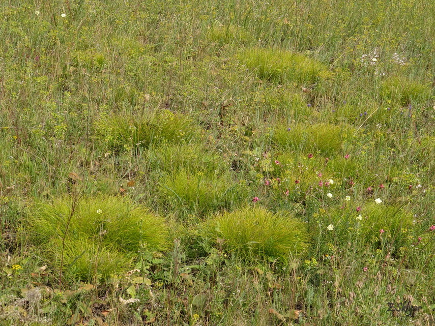 Image of Carex humilis specimen.