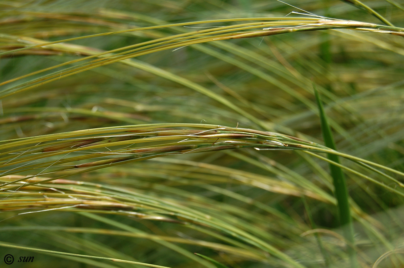 Изображение особи род Stipa.