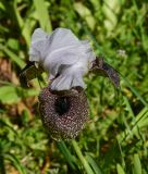 Iris bismarckiana