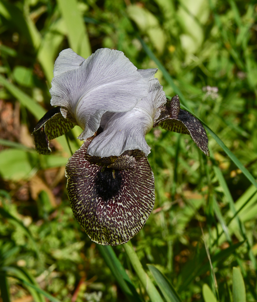 Image of Iris bismarckiana specimen.