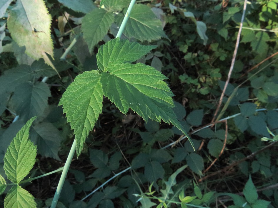 Image of Rubus occidentalis specimen.