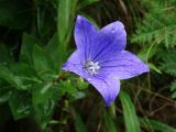 Platycodon grandiflorus