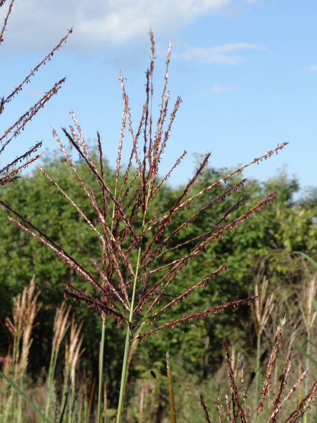 Изображение особи Miscanthus sinensis.