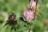 Trifolium pratense