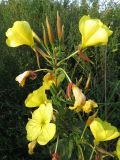 Oenothera glazioviana. Верхушка побега с бутонами, цветками и завязавшимися плодами. Томск, городская свалка. 23.08.2015.