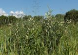 Смотреть изображение Vicia pannonica