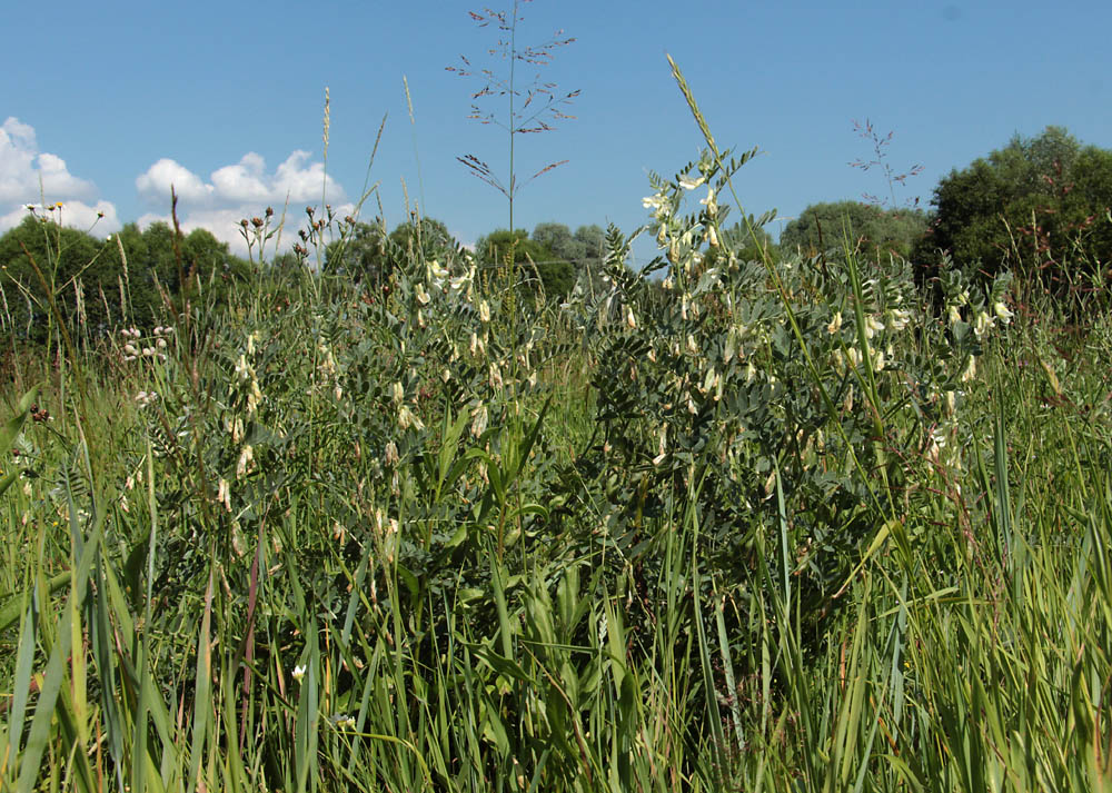 Image of Vicia pannonica specimen.