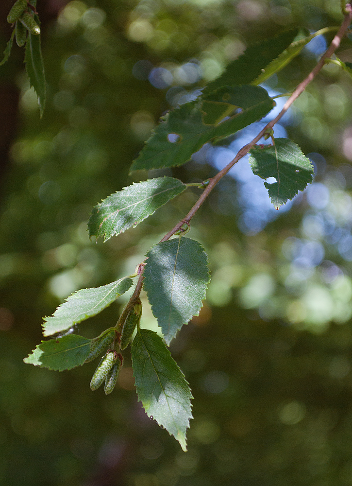 Изображение особи Betula lenta.