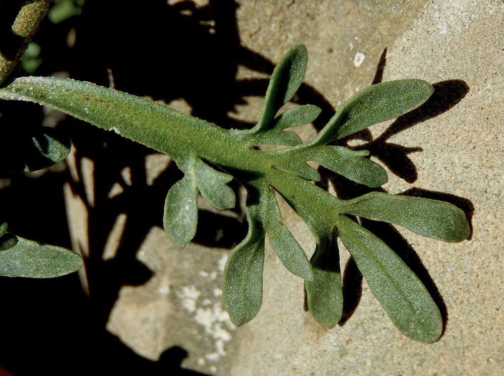 Изображение особи Coronopus squamatus.