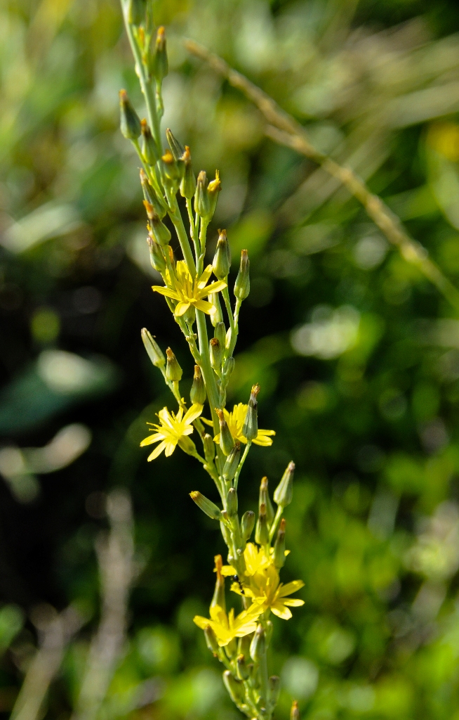 Image of Youngia stenoma specimen.