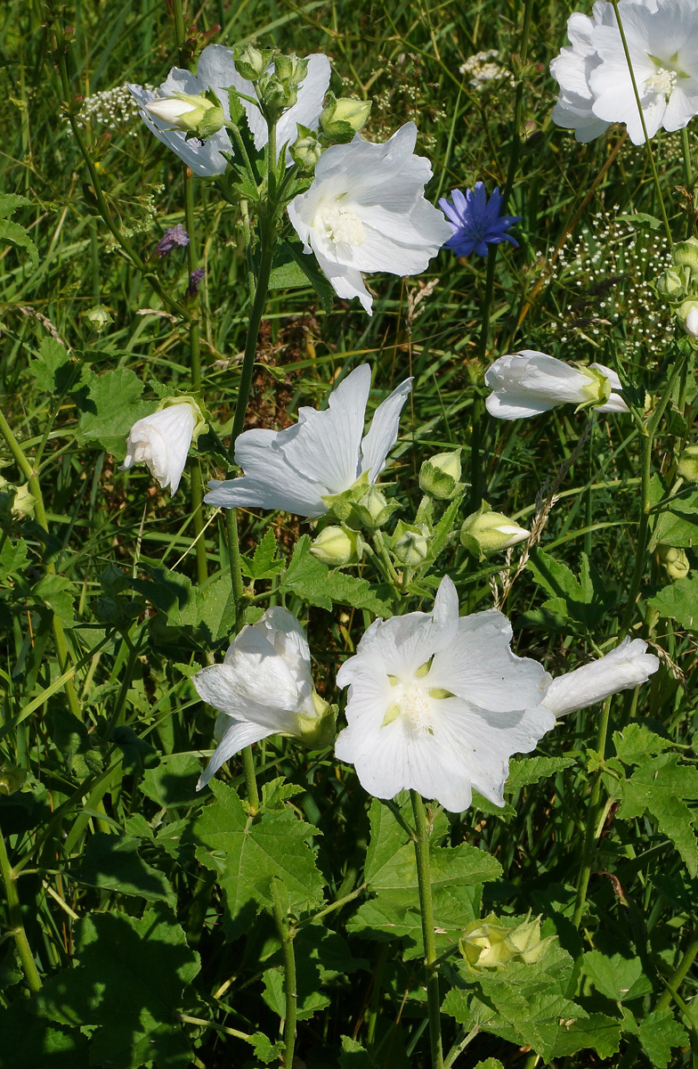 Image of Malva thuringiaca specimen.