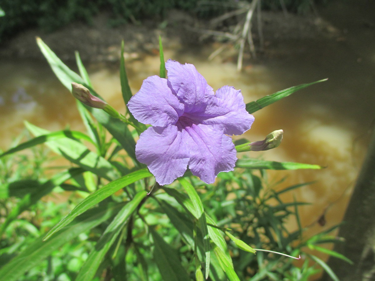 Изображение особи Ruellia simplex.