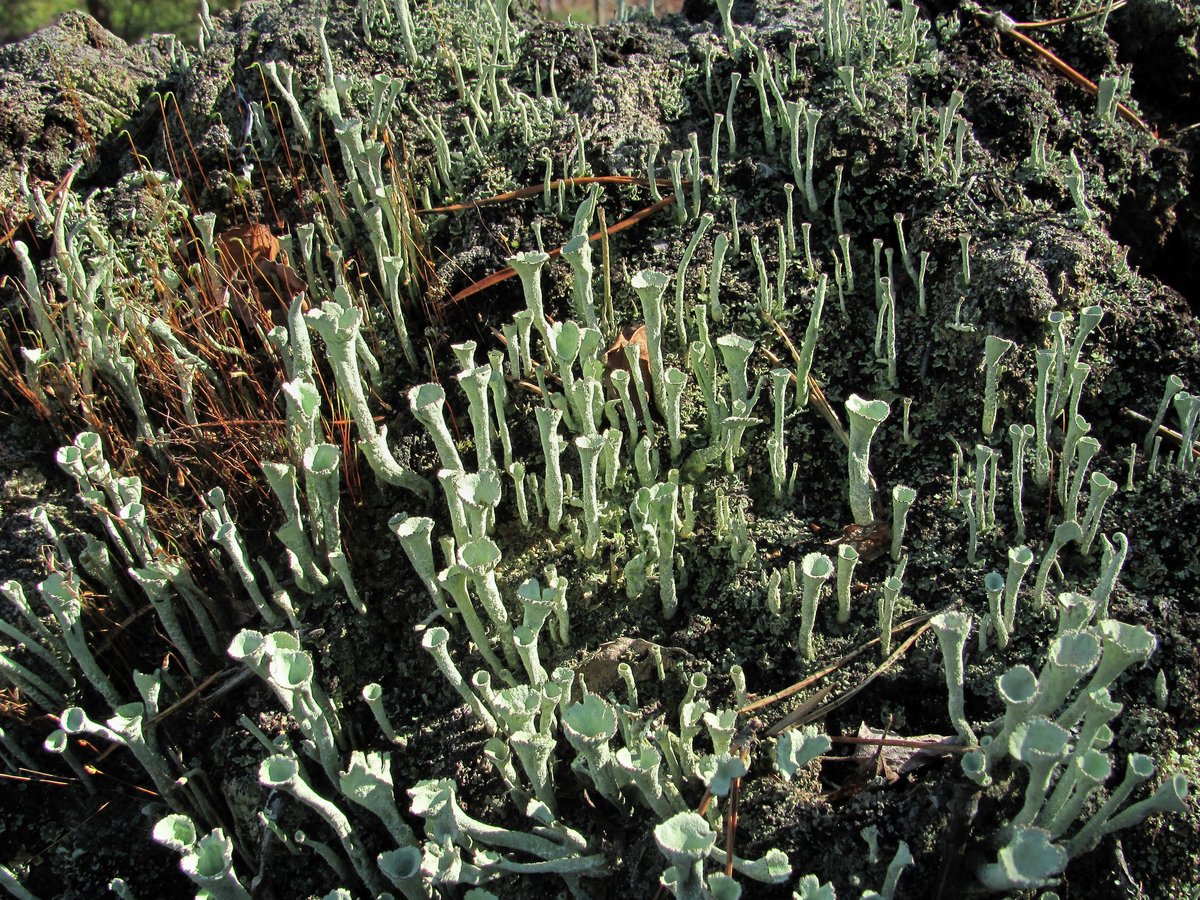 Изображение особи род Cladonia.