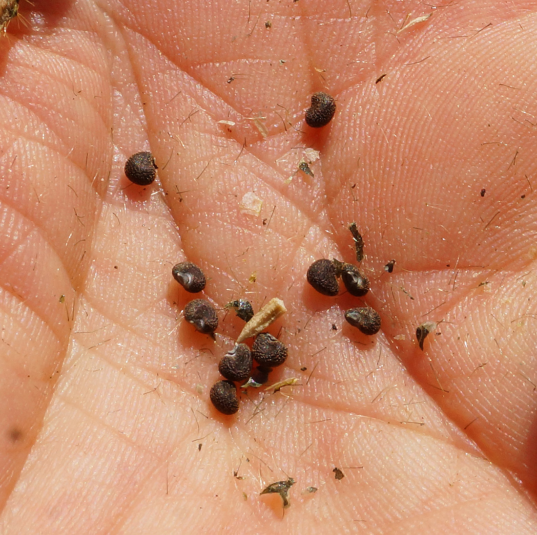 Image of Hibiscus trionum specimen.