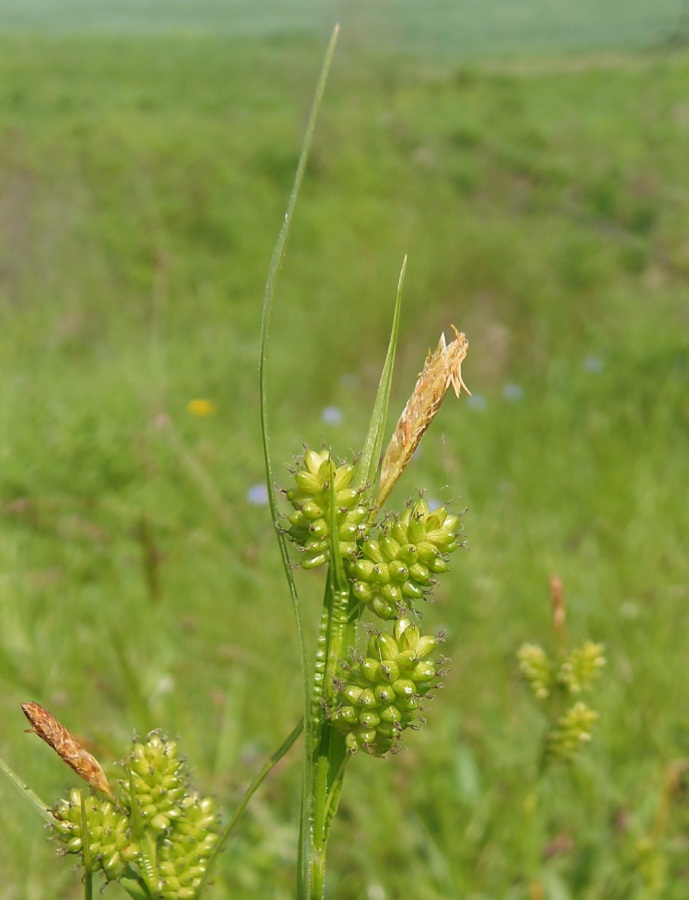 Image of Carex pallescens specimen.