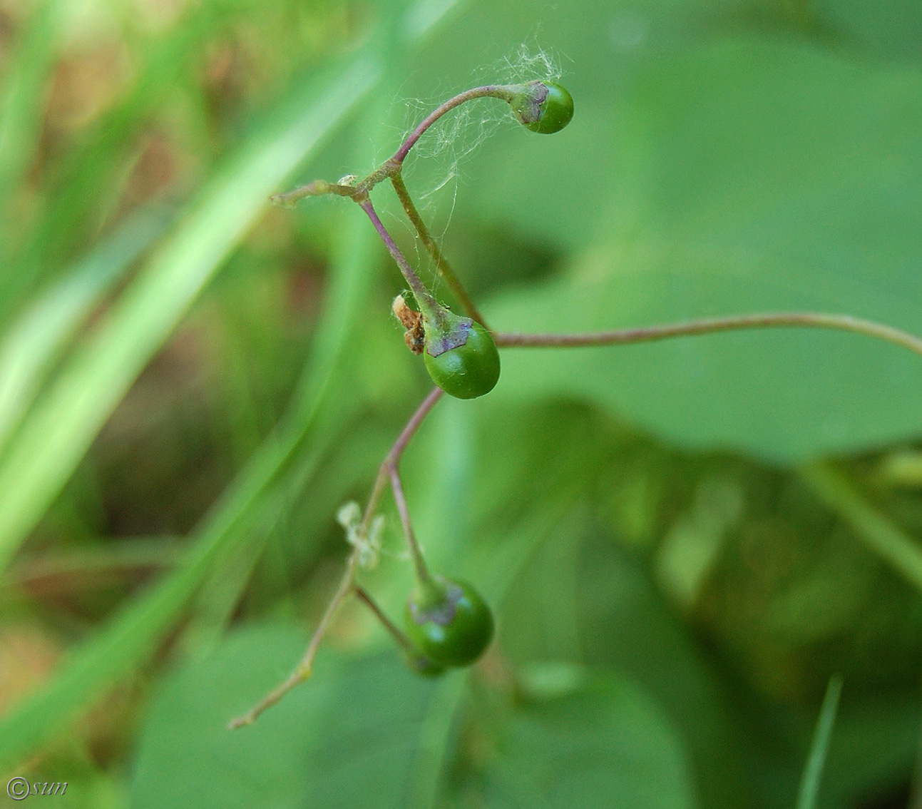 Изображение особи Solanum dulcamara.