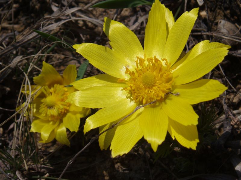 Image of Adonis vernalis specimen.