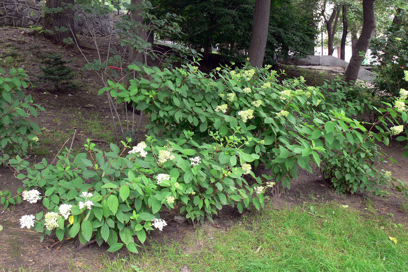 Image of Hydrangea paniculata specimen.