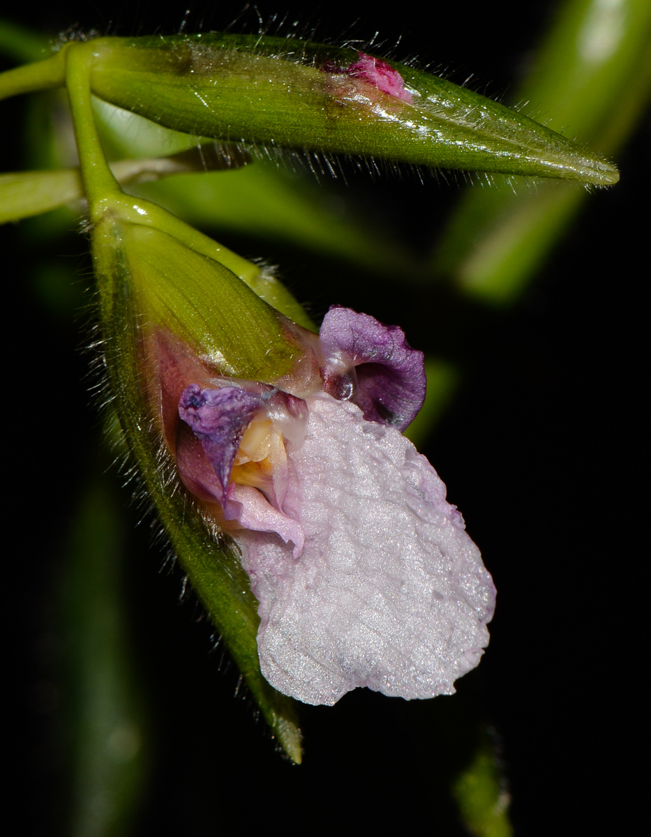 Image of Thalia geniculata specimen.