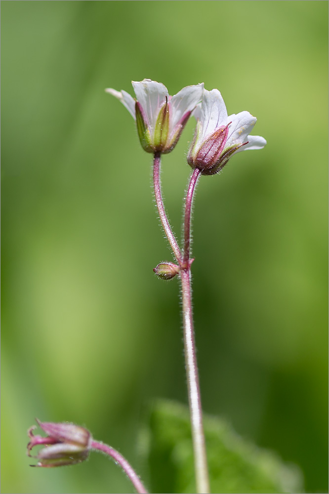 Изображение особи род Geranium.