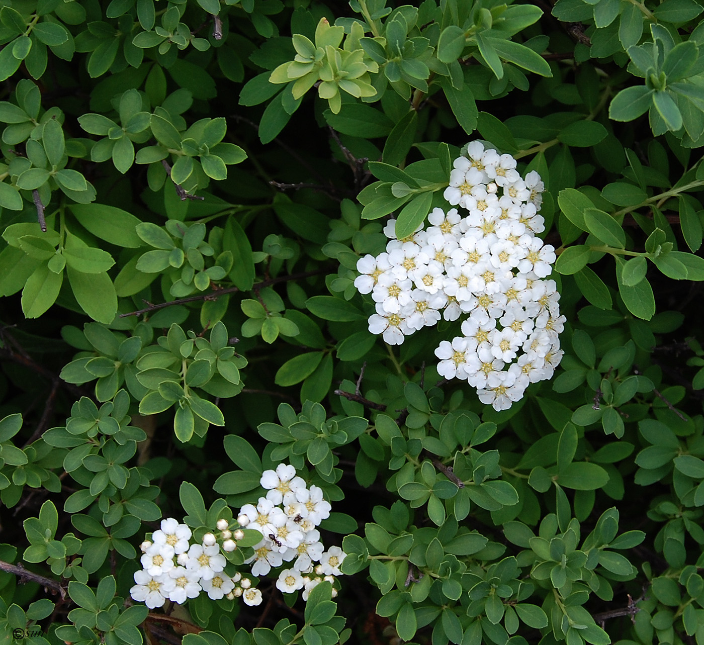 Image of genus Spiraea specimen.